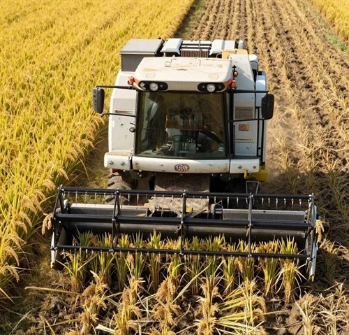 The Rice Harvester, Also Known As The Combine Harvester